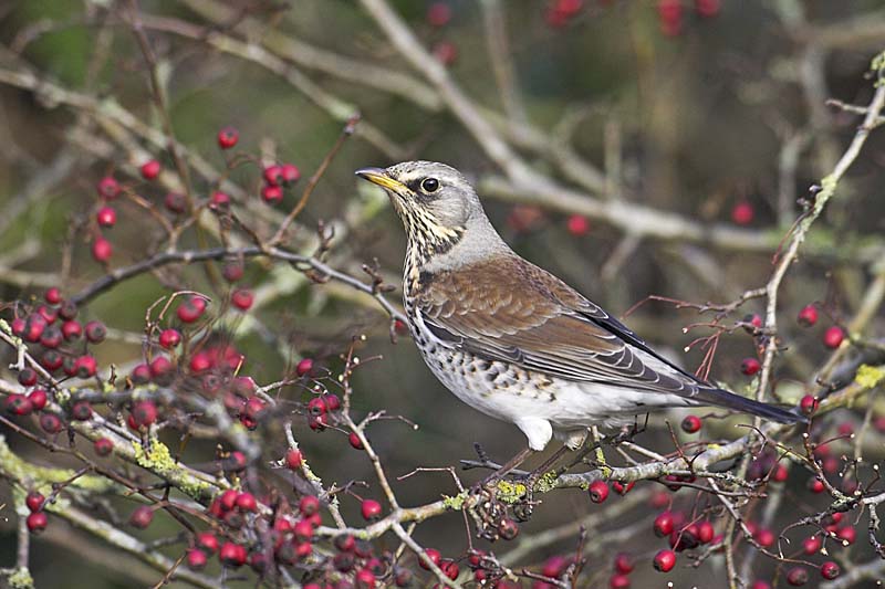 01AD4993 Fieldfare Copyright Mike Read.jpg - Fieldfare Turdus pilaris feeding on berries of Hawthorn Crataegus monogyna